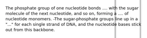 The phosphate group of one nucleotide bonds .... with the sugar molecule of the next nucleotide, and so on, forming a .... of nucleotide monomers. -The sugar-phosphate groups line up in a "..." for each single strand of DNA, and the nucleotide bases stick out from this backbone.