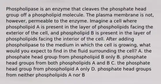 Phospholipase is an enzyme that cleaves the phosphate head group off a phospholipid molecule. The plasma membrane is not, however, permeable to the enzyme. Imagine a cell where phospholipid A is present in the layer of phospholipids facing the exterior of the cell, and phospholipid B is present in the layer of phospholipids facing the interior of the cell. After adding phospholipase to the medium in which the cell is growing, what would you expect to find in the fluid surrounding the cell? A. the phosphate head group from phospholipid B only B. phosphate head groups from both phospholipids A and B C. the phosphate head group from phospholipid A only D. phosphate head groups from neither phospholipids A nor B