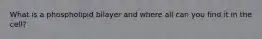 What is a phospholipid bilayer and where all can you find it in the cell?