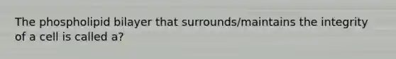 The phospholipid bilayer that surrounds/maintains the integrity of a cell is called a?