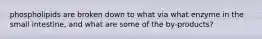 phospholipids are broken down to what via what enzyme in the small intestine, and what are some of the by-products?