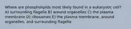 Where are phospholipids most likely found in a eukaryotic cell? A) surrounding flagella B) around organelles C) the plasma membrane D) ribosomes E) the plasma membrane, around organelles, and surrounding flagella