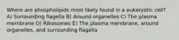 Where are phospholipids most likely found in a eukaryotic cell? A) Surrounding flagella B) Around organelles C) The plasma membrane D) Ribosomes E) The plasma membrane, around organelles, and surrounding flagella