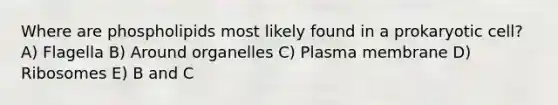 Where are phospholipids most likely found in a prokaryotic cell? A) Flagella B) Around organelles C) Plasma membrane D) Ribosomes E) B and C