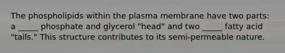 The phospholipids within the plasma membrane have two parts: a _____ phosphate and glycerol "head" and two _____ fatty acid "tails." This structure contributes to its semi-permeable nature.