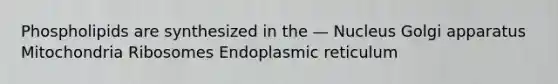 Phospholipids are synthesized in the — Nucleus Golgi apparatus Mitochondria Ribosomes Endoplasmic reticulum