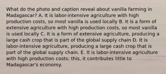 What do the photo and caption reveal about vanilla farming in Madagascar? A. It is labor-intensive agriculture with high production costs, so most vanilla is used locally B. It is a form of extensive agriculture with high production costs, so most vanilla is used locally C. It is a form of extensive agriculture, producing a large cash crop that is part of the global supply chain D. It is labor-intensive agriculture, producing a large cash crop that is part of the global supply chain. E. It is labor-intensive agriculture with high production costs; this, it contributes little to Madagascar's economy.