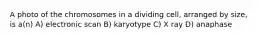 A photo of the chromosomes in a dividing cell, arranged by size, is a(n) A) electronic scan B) karyotype C) X ray D) anaphase