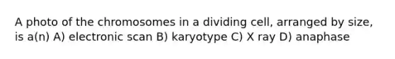 A photo of the chromosomes in a dividing cell, arranged by size, is a(n) A) electronic scan B) karyotype C) X ray D) anaphase