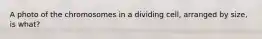 A photo of the chromosomes in a dividing cell, arranged by size, is what?