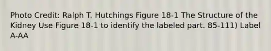 Photo Credit: Ralph T. Hutchings Figure 18-1 The Structure of the Kidney Use Figure 18-1 to identify the labeled part. 85-111) Label A-AA
