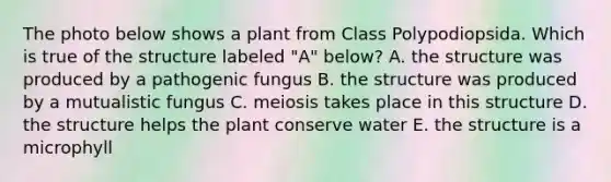 The photo below shows a plant from Class Polypodiopsida. Which is true of the structure labeled "A" below? A. the structure was produced by a pathogenic fungus B. the structure was produced by a mutualistic fungus C. meiosis takes place in this structure D. the structure helps the plant conserve water E. the structure is a microphyll