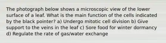 The photograph below shows a microscopic view of the lower surface of a leaf. What is the main function of the cells indicated by the black pointer? a) Undergo mitotic cell division b) Give support to the veins in the leaf c) Sore food for winter dormancy d) Regulate the rate of gas/water exchange