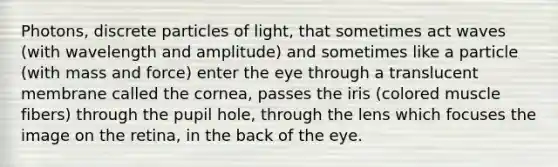 Photons, discrete particles of light, that sometimes act waves (with wavelength and amplitude) and sometimes like a particle (with mass and force) enter the eye through a translucent membrane called the cornea, passes the iris (colored muscle fibers) through the pupil hole, through the lens which focuses the image on the retina, in the back of the eye.