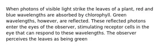 When photons of visible light strike the leaves of a plant, red and blue wavelengths are absorbed by chlorophyll. Green wavelengths, however, are reflected. These reflected photons enter the eyes of the observer, stimulating receptor cells in the eye that can respond to these wavelengths. The observer perceives the leaves as being green