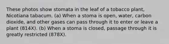 These photos show stomata in the leaf of a tobacco plant, Nicotiana tabacum. (a) When a stoma is open, water, carbon dioxide, and other gases can pass through it to enter or leave a plant (814X). (b) When a stoma is closed, passage through it is greatly restricted (878X).