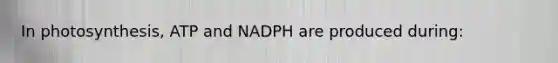 In photosynthesis, ATP and NADPH are produced during: