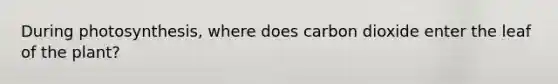 During photosynthesis, where does carbon dioxide enter the leaf of the plant?