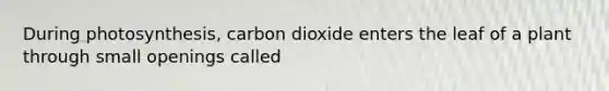 During photosynthesis, carbon dioxide enters the leaf of a plant through small openings called