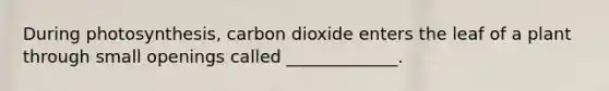 During photosynthesis, carbon dioxide enters the leaf of a plant through small openings called _____________.