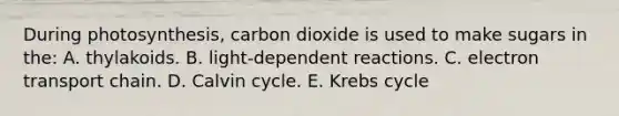 During photosynthesis, carbon dioxide is used to make sugars in the: A. thylakoids. B. light-dependent reactions. C. electron transport chain. D. Calvin cycle. E. Krebs cycle