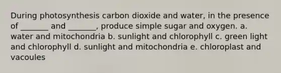 During photosynthesis carbon dioxide and water, in the presence of _______ and _______, produce simple sugar and oxygen. a. water and mitochondria b. sunlight and chlorophyll c. green light and chlorophyll d. sunlight and mitochondria e. chloroplast and vacoules