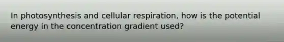 In photosynthesis and cellular respiration, how is the potential energy in the concentration gradient used?