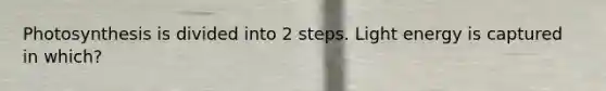 Photosynthesis is divided into 2 steps. Light energy is captured in which?