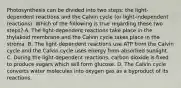 Photosynthesis can be divided into two steps: the light-dependent reactions and the Calvin cycle (or light-independent reactions). Which of the following is true regarding these two steps? A. The light-dependent reactions take place in the thylakoid membrane and the Calvin cycle takes place in the stroma. B. The light-dependent reactions use ATP from the Calvin cycle and the Calvin cycle uses energy from absorbed sunlight. C. During the light-dependent reactions, carbon dioxide is fixed to produce sugars which will form glucose. D. The Calvin cycle converts water molecules into oxygen gas as a byproduct of its reactions.