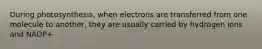 During photosynthesis, when electrons are transferred from one molecule to another, they are usually carried by hydrogen ions and NADP+