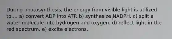 During photosynthesis, the energy from visible light is utilized to:... a) convert ADP into ATP. b) synthesize NADPH. c) split a water molecule into hydrogen and oxygen. d) reflect light in the red spectrum. e) excite electrons.