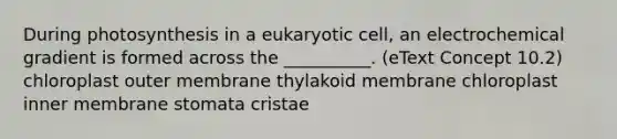 During photosynthesis in a eukaryotic cell, an electrochemical gradient is formed across the __________. (eText Concept 10.2) chloroplast outer membrane thylakoid membrane chloroplast inner membrane stomata cristae