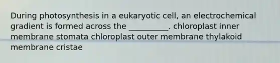 During photosynthesis in a eukaryotic cell, an electrochemical gradient is formed across the __________. chloroplast inner membrane stomata chloroplast outer membrane thylakoid membrane cristae