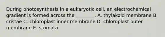 During photosynthesis in a eukaryotic cell, an electrochemical gradient is formed across the ________. A. thylakoid membrane B. cristae C. chloroplast inner membrane D. chloroplast outer membrane E. stomata