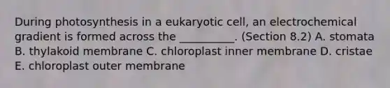 During photosynthesis in a eukaryotic cell, an electrochemical gradient is formed across the __________. (Section 8.2) A. stomata B. thylakoid membrane C. chloroplast inner membrane D. cristae E. chloroplast outer membrane