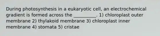 During photosynthesis in a eukaryotic cell, an electrochemical gradient is formed across the __________. 1) chloroplast outer membrane 2) thylakoid membrane 3) chloroplast inner membrane 4) stomata 5) cristae