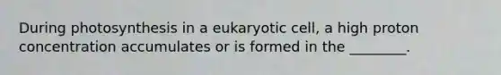 During photosynthesis in a eukaryotic cell, a high proton concentration accumulates or is formed in the ________.