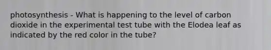 photosynthesis - What is happening to the level of carbon dioxide in the experimental test tube with the Elodea leaf as indicated by the red color in the tube?