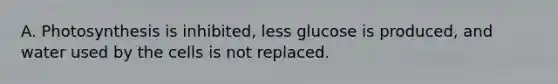 A. Photosynthesis is inhibited, less glucose is produced, and water used by the cells is not replaced.