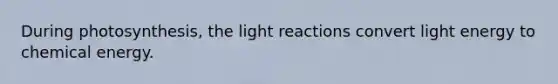 During photosynthesis, the light reactions convert light energy to chemical energy.