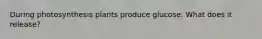 During photosynthesis plants produce glucose. What does it release?