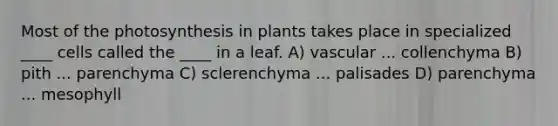 Most of the photosynthesis in plants takes place in specialized ____ cells called the ____ in a leaf. A) vascular ... collenchyma B) pith ... parenchyma C) sclerenchyma ... palisades D) parenchyma ... mesophyll