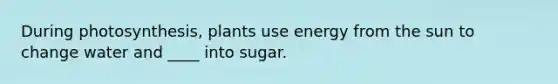 During photosynthesis, plants use energy from the sun to change water and ____ into sugar.