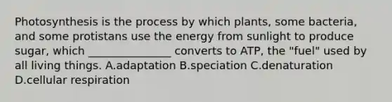 Photosynthesis is the process by which plants, some bacteria, and some protistans use the energy from sunlight to produce sugar, which _______________ converts to ATP, the "fuel" used by all living things. A.adaptation B.speciation C.denaturation D.cellular respiration