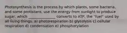 Photosynthesis is the process by which plants, some bacteria, and some protistans, use the energy from sunlight to produce sugar, which _______________ converts to ATP, the "fuel" used by all living things. a) photorespiration b) glycolysis c) cellular respiration d) condensation e) phosphorylation