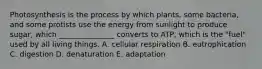 Photosynthesis is the process by which plants, some bacteria, and some protists use the energy from sunlight to produce sugar, which _______________ converts to ATP, which is the "fuel" used by all living things. A. cellular respiration B. eutrophication C. digestion D. denaturation E. adaptation