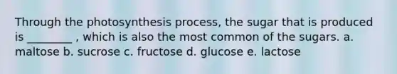 Through the photosynthesis process, the sugar that is produced is ________ , which is also the most common of the sugars. a. maltose b. sucrose c. fructose d. glucose e. lactose