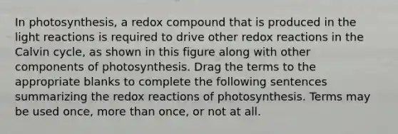 In photosynthesis, a redox compound that is produced in the <a href='https://www.questionai.com/knowledge/kSUoWrrvoC-light-reactions' class='anchor-knowledge'>light reactions</a> is required to drive other redox reactions in the Calvin cycle, as shown in this figure along with other components of photosynthesis. Drag the terms to the appropriate blanks to complete the following sentences summarizing the redox reactions of photosynthesis. Terms may be used once, <a href='https://www.questionai.com/knowledge/keWHlEPx42-more-than' class='anchor-knowledge'>more than</a> once, or not at all.