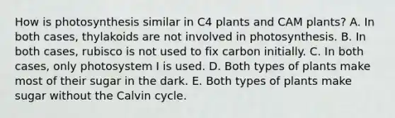 How is photosynthesis similar in C4 plants and CAM plants? A. In both cases, thylakoids are not involved in photosynthesis. B. In both cases, rubisco is not used to fix carbon initially. C. In both cases, only photosystem I is used. D. Both types of plants make most of their sugar in the dark. E. Both types of plants make sugar without the Calvin cycle.