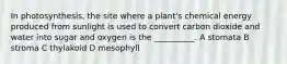 In photosynthesis, the site where a plant's chemical energy produced from sunlight is used to convert carbon dioxide and water into sugar and oxygen is the __________. A stomata B stroma C thylakoid D mesophyll